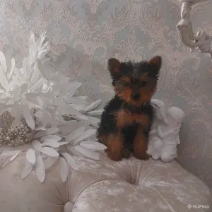 Йоркширский терьер. Мальчик