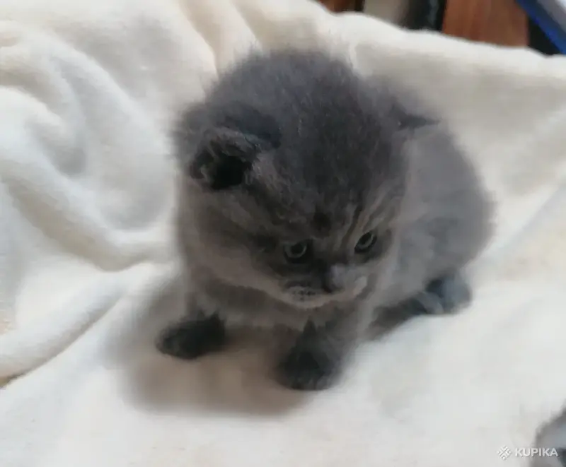 Кошки - Котята шотландские - Вся Беларусь - Фото 3 Котята шотландские - Вся Беларусь - 264577 - Доска объявлений Kupika.by - Фото 3
