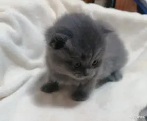 Котята шотландские