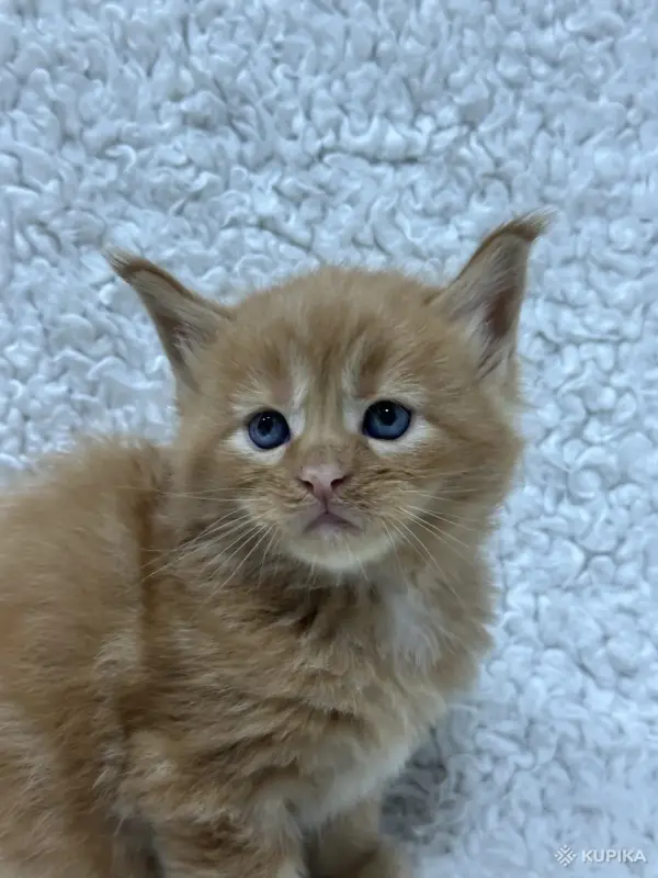 Мейн-кун котята - Кобрин - 264429 - Доска объявлений Kupika.by - Фото 6