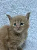 Мейн-кун котята - Кобрин - 264429 - Доска объявлений Kupika.by - Фото 6