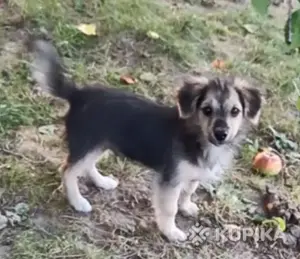 щенок в дар