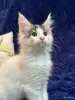 Кошки - Мейн-кун котята - Комарин - Фото 2 Мейн-кун котята - Комарин - 264967 - Доска объявлений Kupika.by - Фото 2