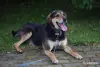 Новый ДОМ для ЧАКа - Вся Беларусь - 264422 - Доска объявлений Kupika.by