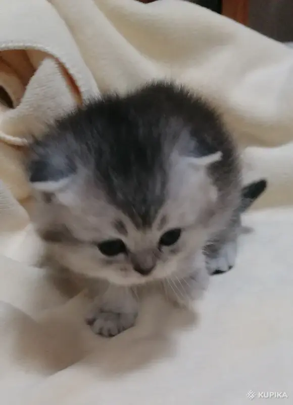 Кошки - Котята шотландские - Вся Беларусь Котята шотландские - Вся Беларусь - 264599 - Доска объявлений Kupika.by