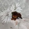Йоркширский терьер - Вся Беларусь - 265743 - Доска объявлений Kupika.by - Фото 7