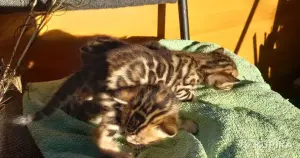 Бенгальские котята