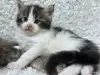 Мейн-кун котята - Кобрин - 264429 - Доска объявлений Kupika.by - Фото 2