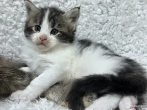 Мейн-кун котята
