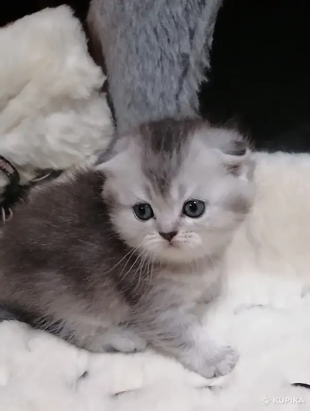 Котята  вислоухие шотландские - Вся Беларусь - 265605 - Доска объявлений Kupika.by - Фото 7