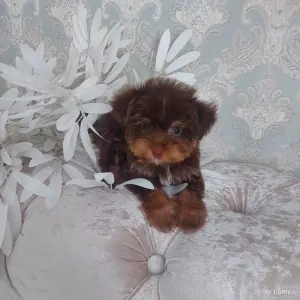 Йоркширский терьер,мальчик