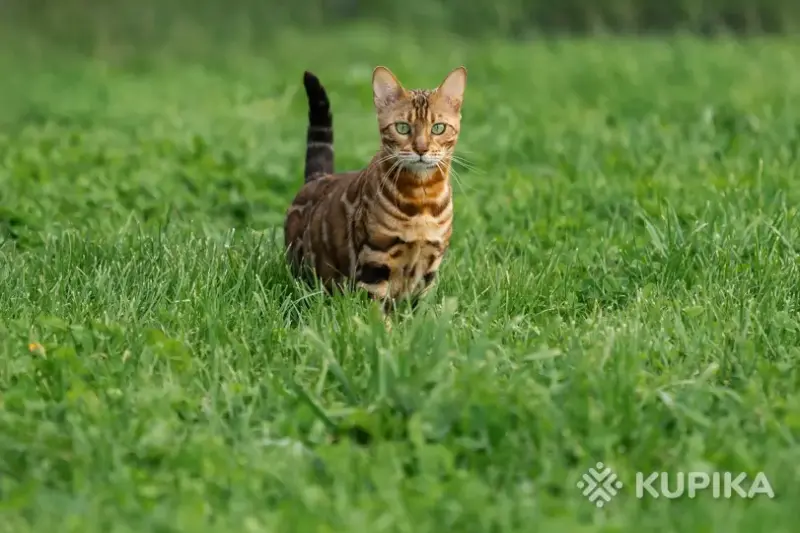 Бенгальская кошка - Вся Беларусь - 264749 - Доска объявлений Kupika.by - Фото 2