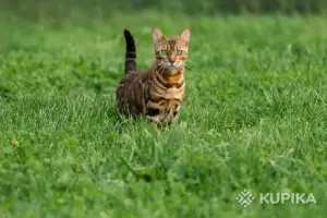 Бенгальская кошка