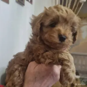 Щенки мальтипу