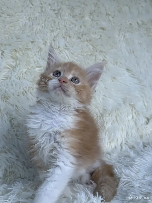 Кошки - Мейн-кун котята - Вся Беларусь - Фото 4 Мейн-кун котята - Вся Беларусь - 264222 - Доска объявлений Kupika.by - Фото 4