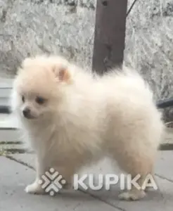 Шпиц мини девочка. Цена в рублях.