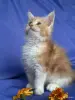 Кошки - Мейн-кун котята - Ружаны - Фото 3 Мейн-кун котята - Ружаны - 263816 - Доска объявлений Kupika.by - Фото 3
