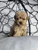 Мальтипу мини - Вся Беларусь - 266036 - Доска объявлений Kupika.by