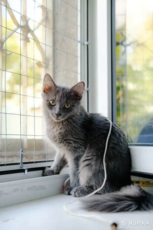 Кошки - Котята Бадун и Носок (5 месяцев) ищут дом - Уречье - Фото 3 Котята Бадун и Носок (5 месяцев) ищут дом - Уречье - 264858 - Доска объявлений Kupika.by - Фото 3