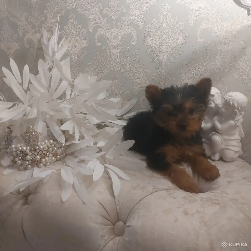 Йоркширский терьер. Мальчик - Вся Беларусь - 265827 - Доска объявлений Kupika.by - Фото 3