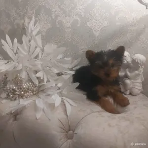 Йоркширский терьер. Мальчик