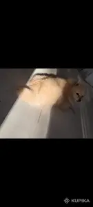 Щенки