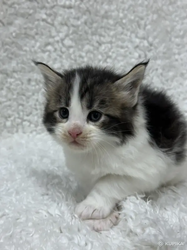 Мейн-кун котята - Кобрин - 264429 - Доска объявлений Kupika.by - Фото 5