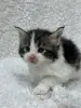Мейн-кун котята - Кобрин - 264429 - Доска объявлений Kupika.by - Фото 5