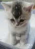 Шотландские котята правильной вязки - Свислочь - Мин. область - 264096 - Доска объявлений Kupika.by - Фото 5