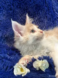 Мейн-кун котята