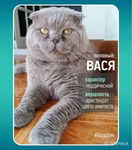 Василий - лиловый вислоухий кот в дар