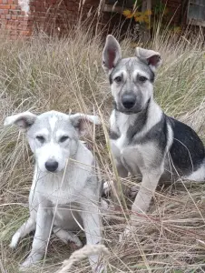 Щенки