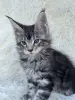 Кошки - Мейн-кун котята - Вся Беларусь Мейн-кун котята - Вся Беларусь - 264222 - Доска объявлений Kupika.by
