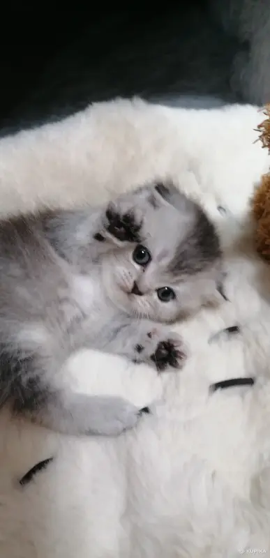 Котята  вислоухие шотландские - Вся Беларусь - 265605 - Доска объявлений Kupika.by - Фото 2