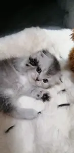 Котята вислоухие шотландские