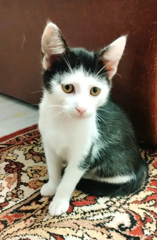 Веселые добрые котята - Вся Беларусь - 264790 - Доска объявлений Kupika.by - Фото 4
