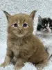 Мейн-кун котята - Кобрин - 264429 - Доска объявлений Kupika.by