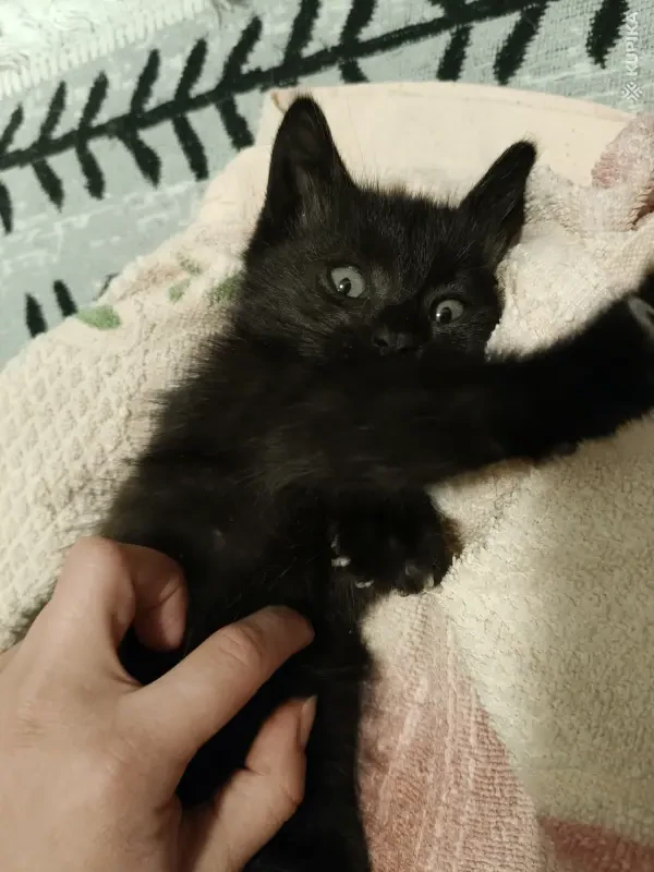 Кошки - Котенок-мальчик даром - Вся Беларусь Котенок-мальчик даром - Вся Беларусь - 264600 - Доска объявлений Kupika.by