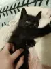 Кошки - Котенок-мальчик даром - Вся Беларусь Котенок-мальчик даром - Вся Беларусь - 264600 - Доска объявлений Kupika.by
