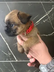 Брюссельский гриффон