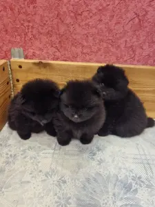 Померанский шпиц щенки.