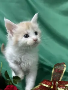 Мейн-кун котята