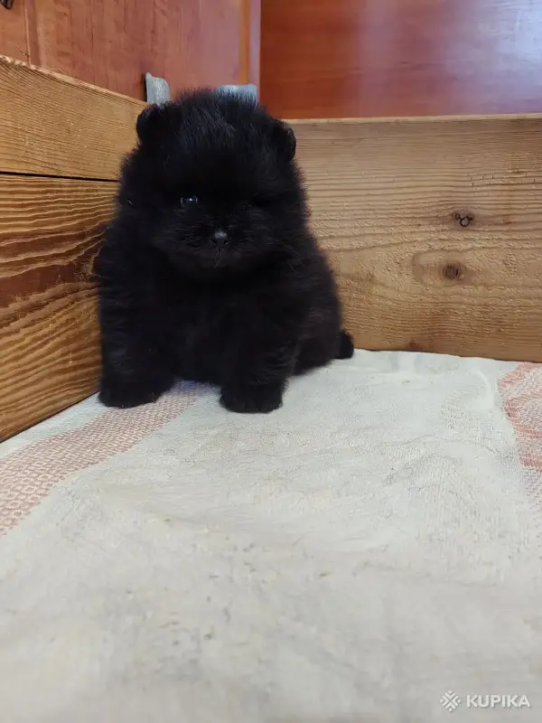 Щенки померанского шпица - Вся Беларусь - 264675 - Доска объявлений Kupika.by - Фото 6