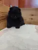 Щенки померанского шпица - Вся Беларусь - 264675 - Доска объявлений Kupika.by - Фото 6