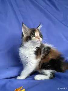 Мейн-кун котята