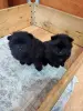 Мальчики померанского шпица - Свислочь - Мин. область - 264747 - Доска объявлений Kupika.by