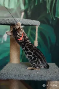 Бенгальский котёнок