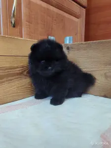 Щенки померанского шпица