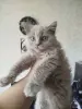 Котята бесплатно - Вся Беларусь - 264160 - Доска объявлений Kupika.by