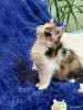 Кошки - Мейн-кун котята - Комарин - Фото 10 Мейн-кун котята - Комарин - 264967 - Доска объявлений Kupika.by - Фото 10